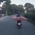 PIG DELIVERY