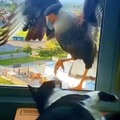 Uccello rapace vuole mangiare il gatto