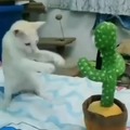 Ket battle polish cactus