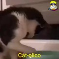 Cat_olico