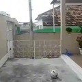 jugar con la pelotita