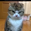 A cara do gato