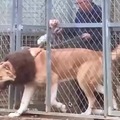 Perro leon gigante