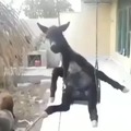 Un burro en columpio