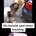 Apenas um video de cachorro pra trazer alegria nesse seu dia miseravel