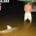 hungry shark