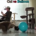 Cat playing with balloon