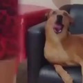 Cachorro com olhar de decepção