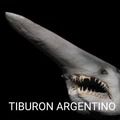 tiburon argentino