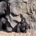 El pequeño gorila no sabe que hacer
