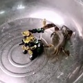 Crab vs Robot!