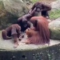 Video filmed in a zoo shows an orangutan monkey teaching toolmaking to other primates