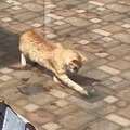 Cat doing public labor