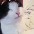 Posting cute cat memes till novagecko bans me