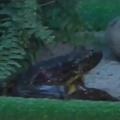 Minidocumental que tenia guardado sobre la especie de ranas mas grande del mundo ♡