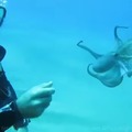 My octopus friend