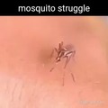 Erectile Mosquitofunction