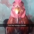 primer dia con un pollo