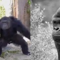 Average Monke Fan vs Average Gorila Enjoyer