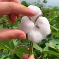 How to pick cotton