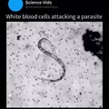 White blood cells attacking a parasite.