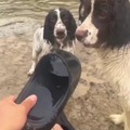 commented item thumbnail