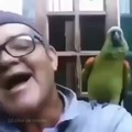 Papagaio radical