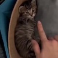 Video de gatinho pra alegrar o seu dia