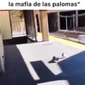 Mafia Palomar