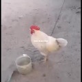Pollo follador