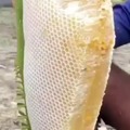 Extracting wild honey