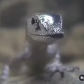 este gecko puede acumular aire en su cabeza para respirar bajo el agua durante 15 minutos