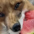BREAKING NEWS: Fox eating a watermelon slice