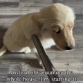 Vacuum the dog
