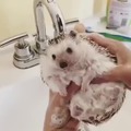 Hedgehog having a shower