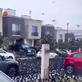 A street in Japan invaded by birds. Hitchcock's "The Birds" in real life