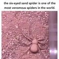 If it bites you do you get the powers of both spider man and sandman