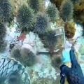 commented item thumbnail