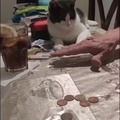 Russian Kitty is a quick learner