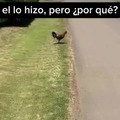 Por qué cruza un gallo la calle?