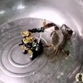 Crab battle