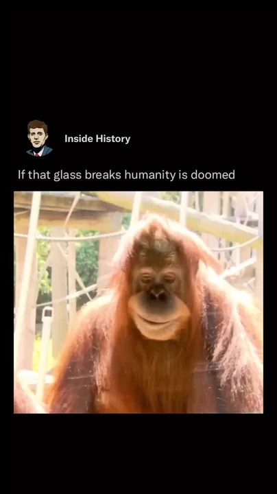 The best Monkeys memes :) Memedroid