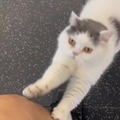 commented item thumbnail