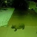 Bear cub having fun in front of the camera