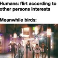 Meanwhile birds