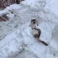 Cat that loves snow