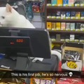 Pay Meow