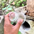 How to catch giant hornets with a cup