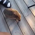 hedgehog chose violence