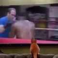 Quando você deixa seu gato vendo tv